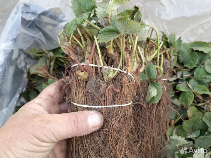 Саженцы клубники фриго