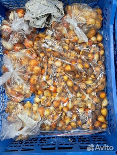 Тюльпаны бронь обмен