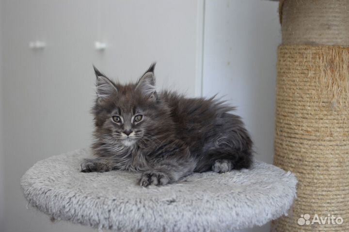 Котик мейн-кун из питомника