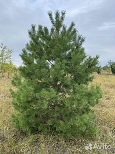 Саженцы оптом