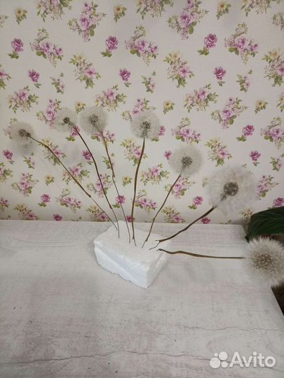 Одуванчики сушёные, сухоцветы для флористов