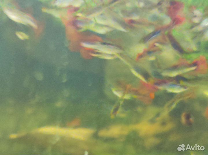 Аквариумные рыбки (галактика, сом Штерба и т.д.)