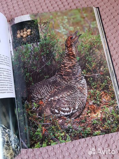 А. Кречмар Звери и птицы Северо-востока Азии