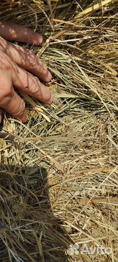 Продам сено в рулонах