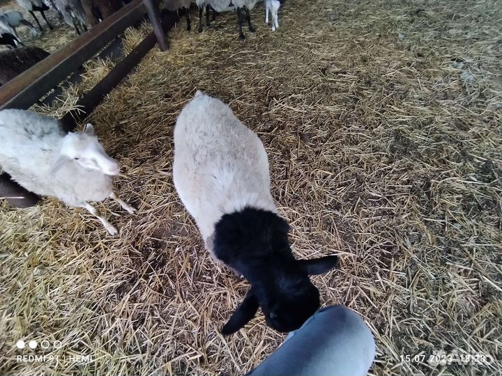 Матки и ярки