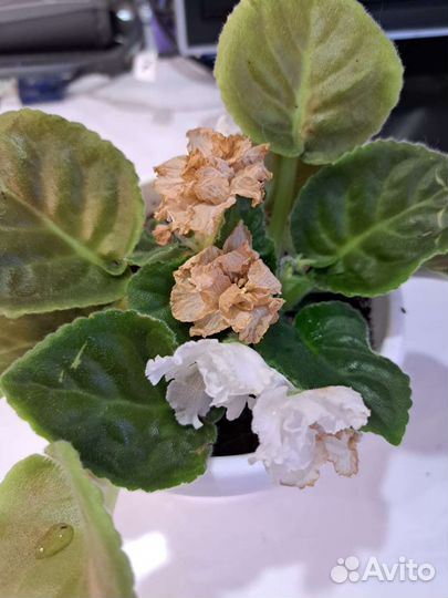 Сортовые фиалки