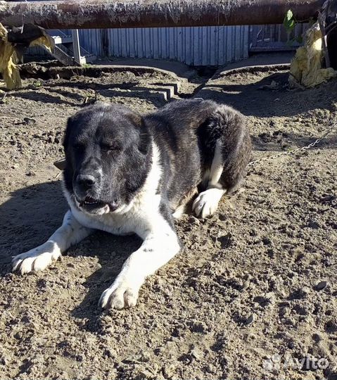 Алабай ответственным людям