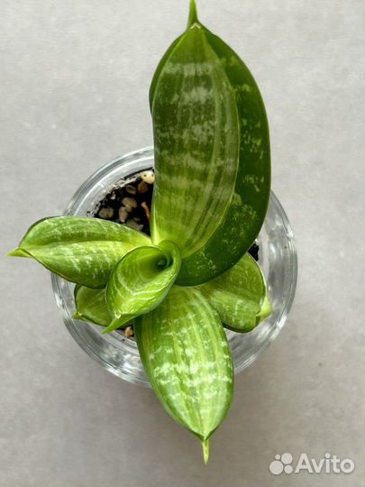 Сансевиерия сортовая