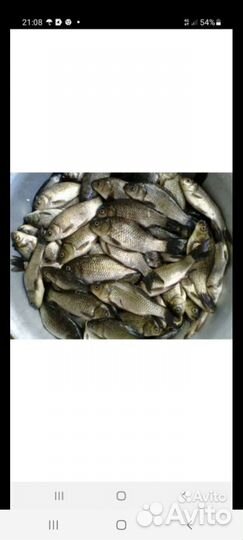 Живец,карась, верхоплавка