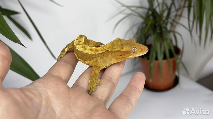 Бананоед Pinstripe Fire самец