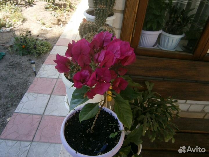 Комнатные растения