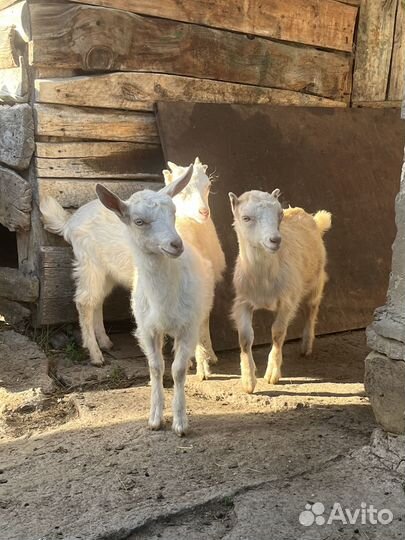 Козлята 3 месячные