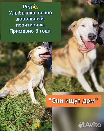 Собака в добрые руки