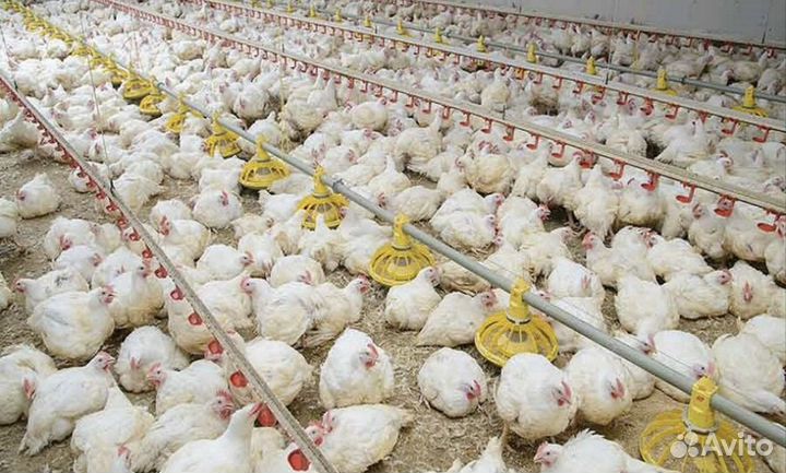 Куры бройлеры