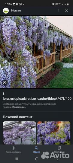 Лиана глициния