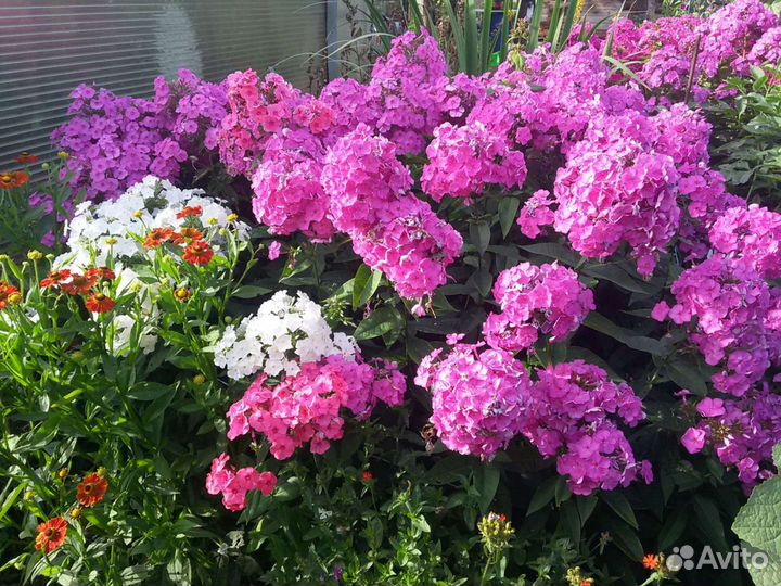 Многолетники для сада