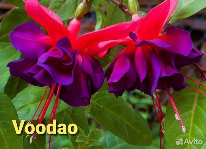 Фуксии сортовые