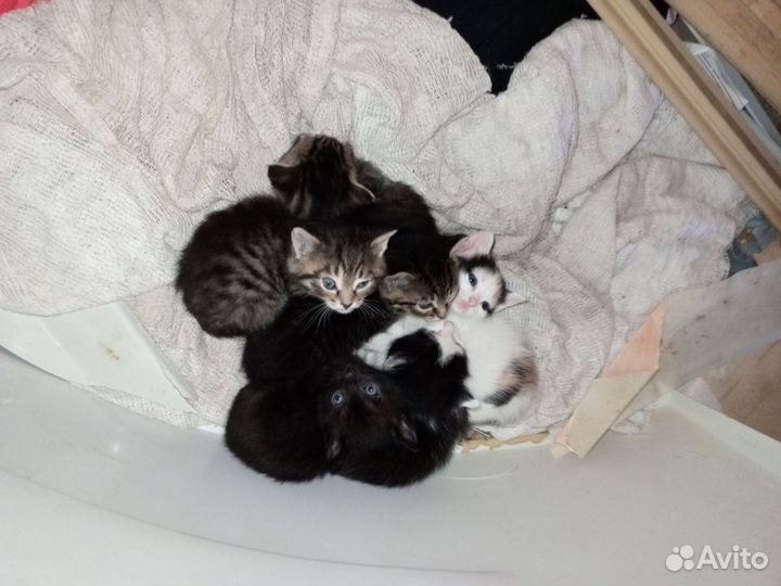 Домашние животные кошки