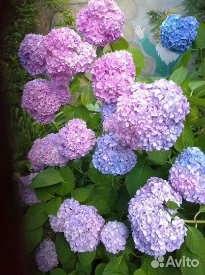 Гортензия, Пионы