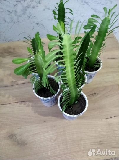 Кактус молочай