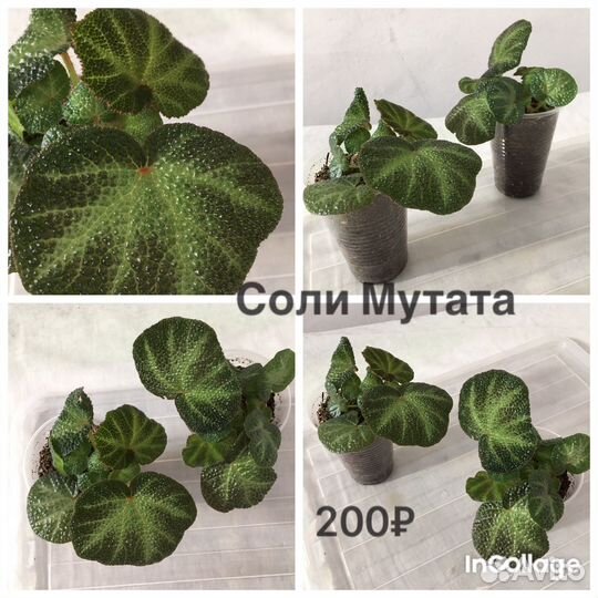 Сортовые бегонии