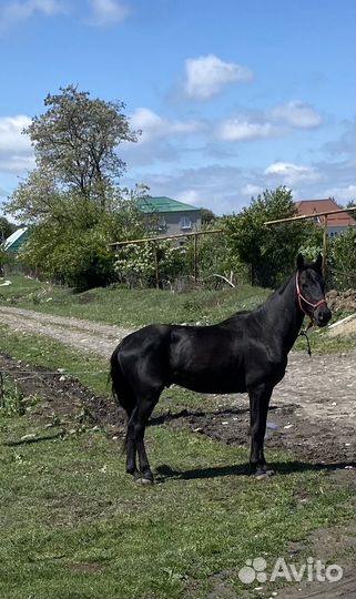 Жеребчик карачаевской породы