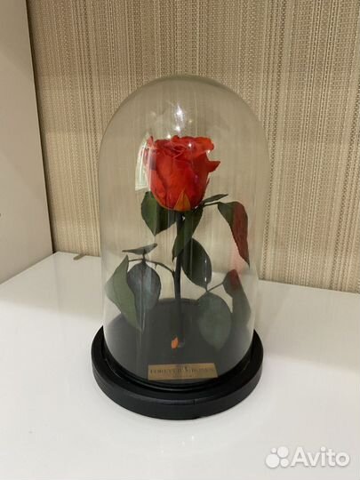 Роза в колбе