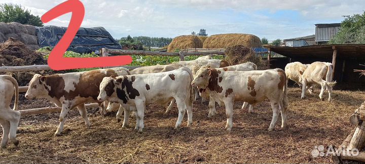 Телки, бычки, телята,симменталы