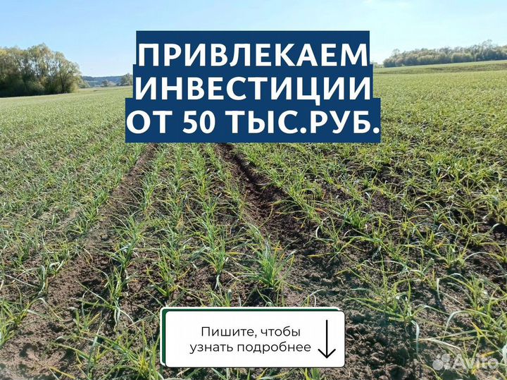 Ищу инвестора для масштабирования производства