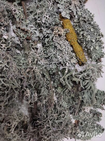 Лишайники/мох микс