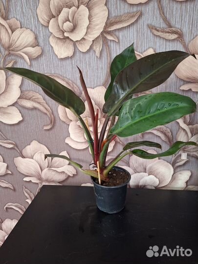 Филодендрон империал ред