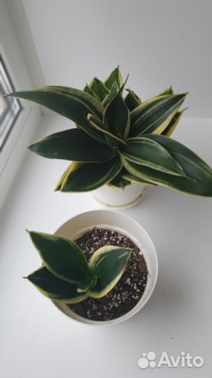 Сансевиерия, Сингониум, Филодендрон, Дифенбахия