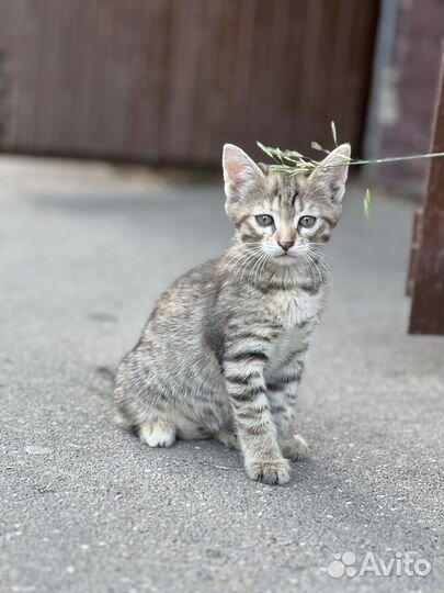 Котенок девочка окрас тобби 