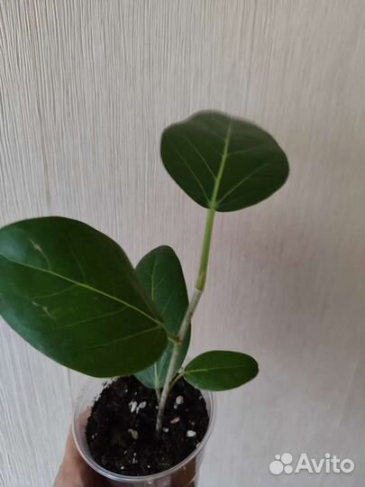 Фикус бенгальский Одри