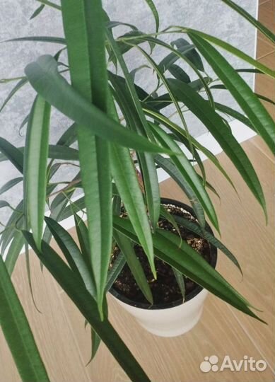 Интерьерные цветы