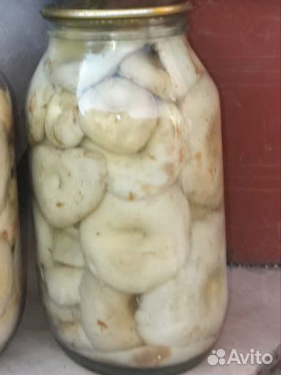 Грибы домашние