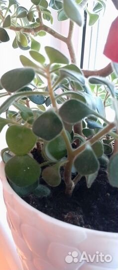 Комнатные цветы