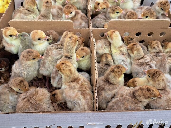 Виктория широкогрудая