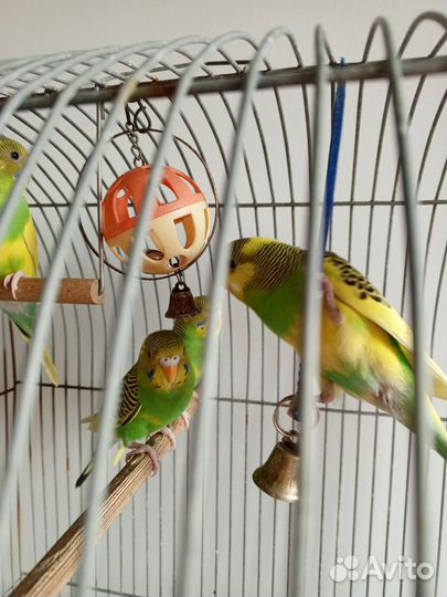 Волнистый попугай