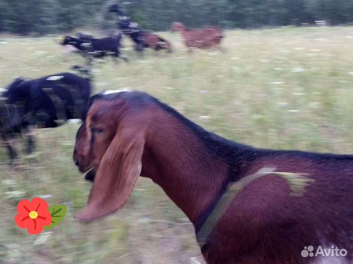 Нубийский козел