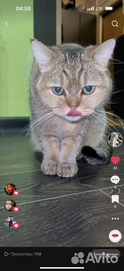 Британская кошка в дар