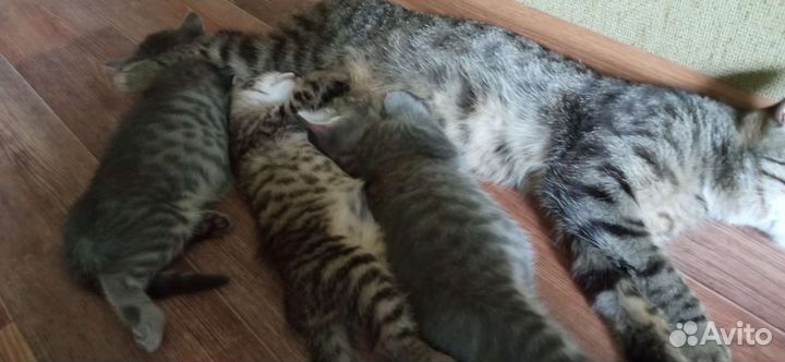 Котята в добрые руки бесплатно