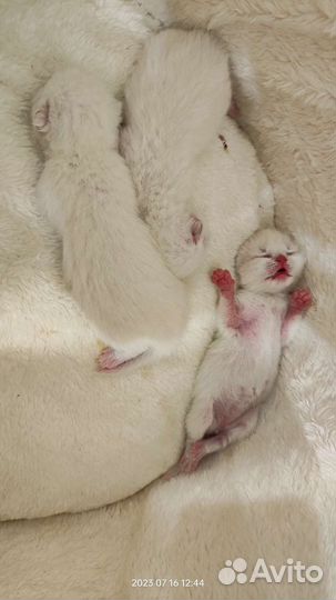 Британские вислоухие котята (окрас блю поинт)