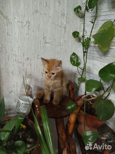 Рыжая кошечка