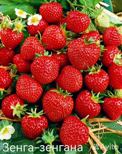 Клубника рассада