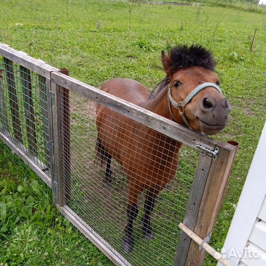 Продам шотландского pony