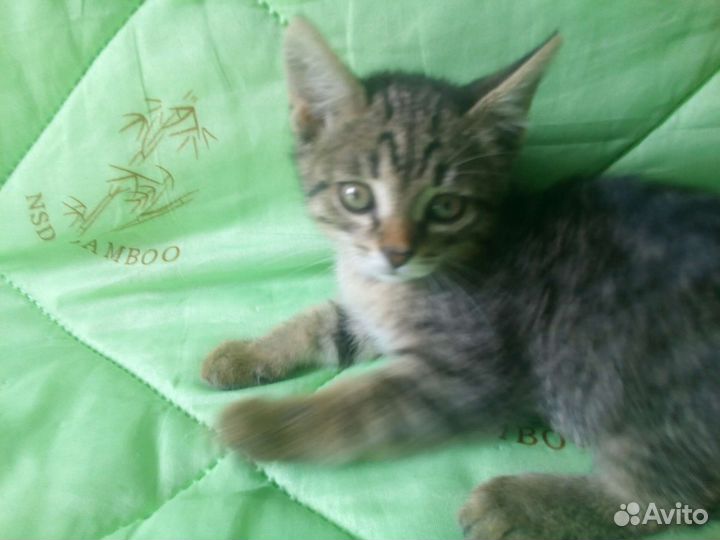 Котёнок в добрые руки