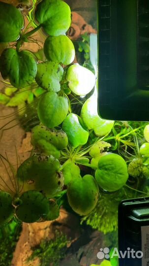 Аквариумные растения