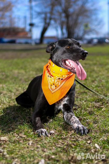 Спасите собаку из приюта