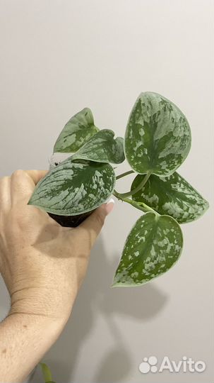 Сциндапсус эпипремнум